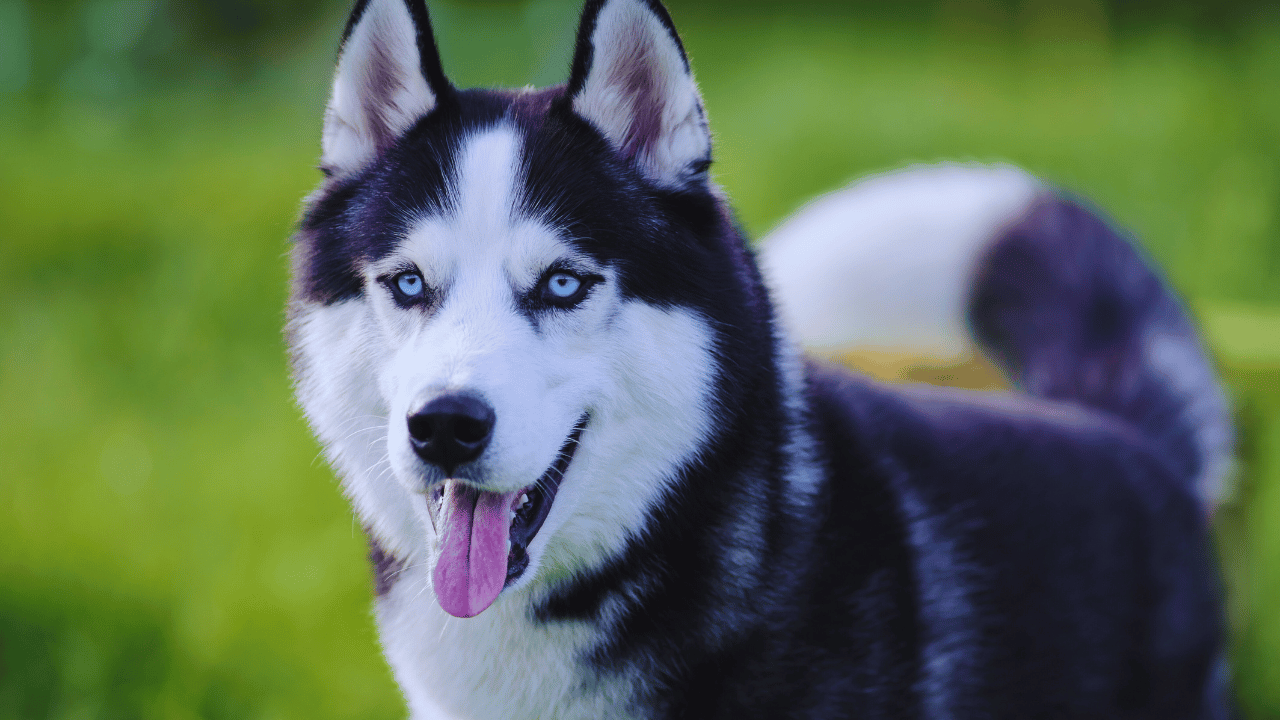 Earn Up to $3,000/Month Passively with SniffSpot